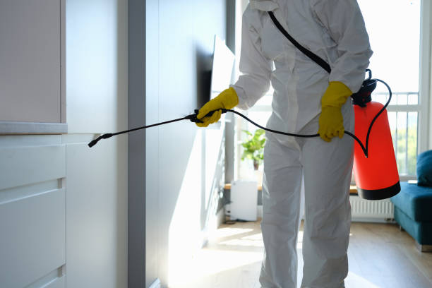 Best Certified Mold Removal  in South Oroville, CA