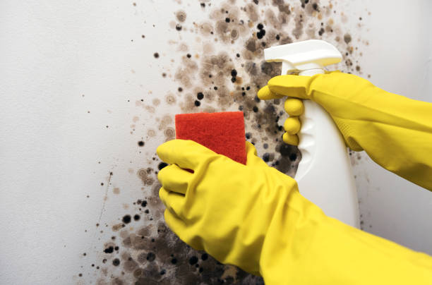Best Black Mold Removal  in South Oroville, CA