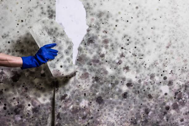 Best Office Mold Removal Services  in South Oroville, CA