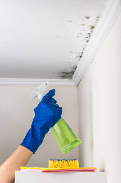 Best Best Mold Removal Companies  in South Oroville, CA